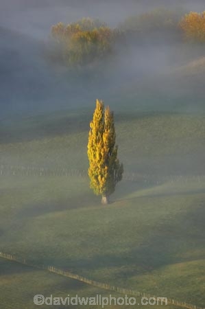 autuminal;autumn;autumn-colour;autumn-colours;autumnal;break-of-day;color;colors;colour;colours;dawn;dawning;daybreak;deciduous;fall;first-light;fog;foggy;fogs;Hawkes-Bay;mist;mists;misty;morning;N.I.;N.Z.;New-Zealand;NI;North-Island;NZ;poplar;poplar-tree;poplar-trees;poplars;season;seasonal;seasons;Te-Mata-Peak;tree;trees;view;views