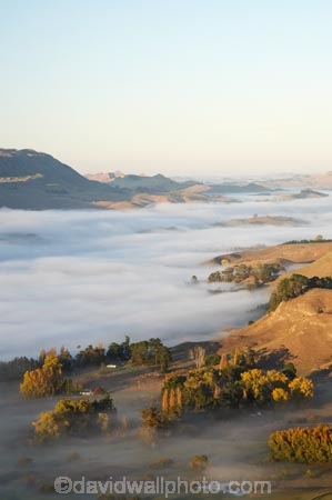agricultural;agriculture;break-of-day;country;countryside;dawn;dawning;daybreak;farm;farming;farmland;farms;field;fields;first-light;fog;foggy;fogs;Hawkes-Bay;meadow;meadows;mist;mists;misty;morning;N.I.;N.Z.;New-Zealand;NI;North-Island;NZ;paddock;paddocks;pasture;pastures;rural;Te-Mata-Peak;Tukituki-River-Valley;view;views