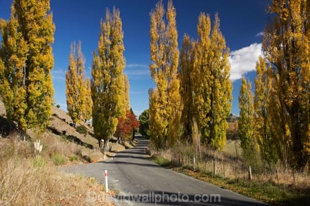 autuminal;autumn;autumn-colour;autumn-colours;autumnal;avenue;avenues;color;colors;colour;colours;deciduous;driving;fall;Hawkes-Bay;leaf;leaves;N.I.;N.Z.;New-Zealand;NI;North-Island;NZ;poplar;poplar-tree;poplar-trees;poplars;road;roads;season;seasonal;seasons;travel;traveling;travelling;tree;trees;Tukituki-Road;Tukituki-Valley