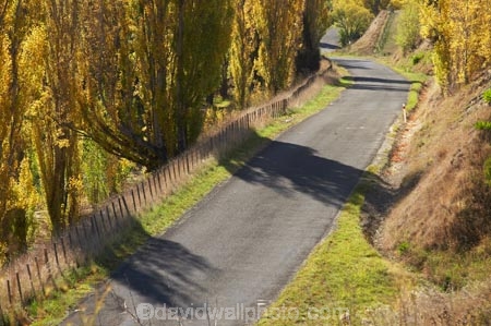 autuminal;autumn;autumn-colour;autumn-colours;autumnal;avenue;avenues;color;colors;colour;colours;deciduous;driving;fall;Hawkes-Bay;leaf;leaves;N.I.;N.Z.;New-Zealand;NI;North-Island;NZ;poplar;poplar-tree;poplar-trees;poplars;road;roads;season;seasonal;seasons;travel;traveling;travelling;tree;trees;Tukituki-Road;Tukituki-Valley