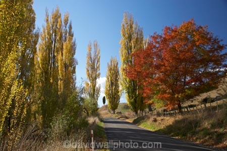 autuminal;autumn;autumn-colour;autumn-colours;autumnal;avenue;avenues;color;colors;colour;colours;deciduous;driving;fall;Hawkes-Bay;leaf;leaves;N.I.;N.Z.;New-Zealand;NI;North-Island;NZ;poplar;poplar-tree;poplar-trees;poplars;road;roads;season;seasonal;seasons;travel;traveling;travelling;tree;trees;Tukituki-Road;Tukituki-Valley