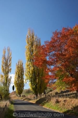 autuminal;autumn;autumn-colour;autumn-colours;autumnal;avenue;avenues;color;colors;colour;colours;deciduous;driving;fall;Hawkes-Bay;leaf;leaves;N.I.;N.Z.;New-Zealand;NI;North-Island;NZ;poplar;poplar-tree;poplar-trees;poplars;road;roads;season;seasonal;seasons;travel;traveling;travelling;tree;trees;Tukituki-Road;Tukituki-Valley