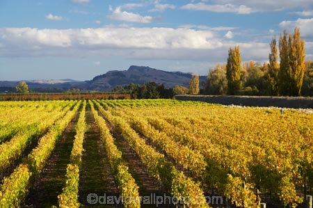 agricultural;agriculture;autuminal;autumn;autumn-colour;autumn-colours;autumnal;Black-Bridge;Black-Bridge-Estate;Black-Bridge-vineyard;Black-Ridge-Vineyard;color;colors;colour;colours;country;countryside;crop;crops;cultivation;deciduous;fall;farm;farming;farmland;farms;field;fields;grape;grapes;grapevine;Haumoana;Hawkes-Bay;horticulture;leaf;leaves;N.I.;N.Z.;New-Zealand;NI;North-Island;NZ;poplar;poplar-tree;poplar-trees;poplars;row;rows;rural;season;seasonal;seasons;tree;trees;vine;vines;vineyard;vineyards;vintage;wine;wineries;winery;wines