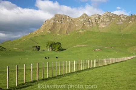 agricultural;agriculture;country;countryside;farm;farming;farmland;farms;fence;fence-line;fence-lines;fence_line;fence_lines;fenceline;fencelines;fences;field;fields;grass;green;Hawkes-Bay;Hawkes-Bay;lush;meadow;meadows;N.I.;N.Z.;New-Zealand;NI;North-Is;North-Is.;North-Island;NZ;paddock;paddocks;pasture;pastures;rural;season;seasonal;seasons;spring;springtime;Te-Mata-Peak;Te-Mata-Pk;Tukituki-River-Valley;verdant