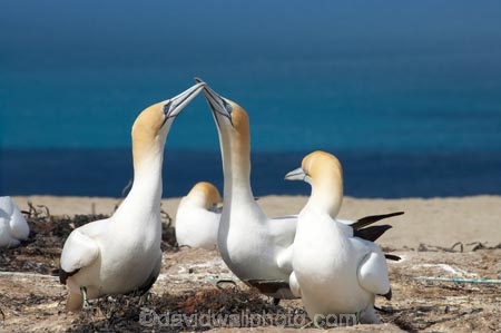 Australasian-Gannet;Australasian-Gannet-Colony;Australasian-Gannets;bird;bird-watching;bird_watching;birds;birdwatching;Cape-Kidnappers;Cape-Kidnappers-Gannet-Colony;colony;eco-tourism;eco_tourism;ecotourism;gannet;Gannet-Colonies;Gannet-Colony;gannets;Hawke-Bay;Hawkes-Bay;Hawkes-Bay;marine;Morus-serrator;N.I.;N.Z.;native;natural-history;nature;new-zealand;NI;North-Is;North-Is.;North-Island;NZ;ornithology;Takapu;wildlife
