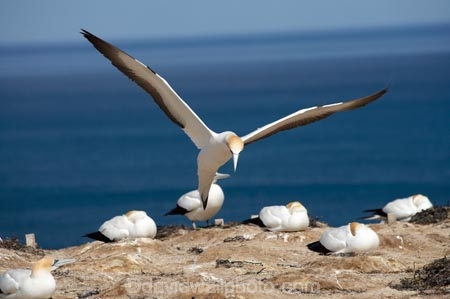 Australasian-Gannet;Australasian-Gannet-Colony;Australasian-Gannets;bird;bird-watching;bird_watching;birds;birdwatching;Cape-Kidnappers;Cape-Kidnappers-Gannet-Colony;colony;eco-tourism;eco_tourism;ecotourism;flight;fly;flying;gannet;Gannet-Colonies;Gannet-Colony;gannets;glide;gliding;Hawke-Bay;Hawkes-Bay;Hawkes-Bay;marine;Morus-serrator;N.I.;N.Z.;native;natural-history;nature;new-zealand;NI;North-Is;North-Is.;North-Island;NZ;ornithology;soar;Takapu;wildlife;wings