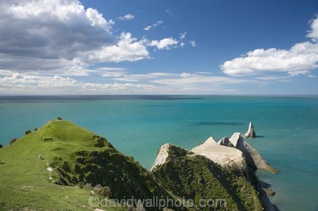 Australasian-Gannet;Australasian-Gannet-Colony;Australasian-Gannets;bird;bird-watching;bird_watching;birds;birdwatching;Cape-Kidnappers;Cape-Kidnappers-Gannet-Colony;coastal;colony;eco-tourism;eco_tourism;ecotourism;gannet;Gannet-Colonies;Gannet-Colony;gannets;Hawke-Bay;Hawkes-Bay;Hawkes-Bay;marine;Morus-serrator;N.I.;N.Z.;native;natural-history;nature;new-zealand;NI;North-Is;North-Is.;North-Island;NZ;ocean;ornithology;Pacific-Ocean;sea;Takapu;wildlife