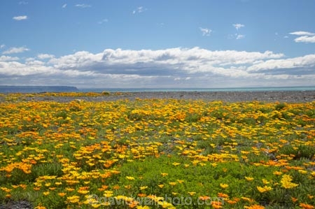 Flowers;Gazania;gazanias;Hawkes-Bay;Hawkes-Bay;Marine-Parade;N.I.;N.Z.;Napier;Napier-Waterfront;New-Zealand;NI;North-Is;North-Is.;North-Island;NZ;season;seasonal;seasons;spring;springtime;wild-flower;wild-flowers;wild_flower;wild_flowers;wildflower;wildflowers;yellow;yellow-flower;yellow-flowers