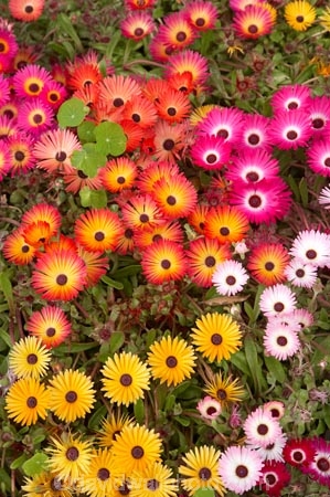 bright;colorful;colourful;flower;flower-bed;flower-beds;flower-garden;flower-gardens;flowerbed;flowerbeds;flowers;Hawkes-Bay;Hawkes-Bay;Marine-Parade;N.I.;N.Z.;Napier;Napier-Waterfront;New-Zealand;NI;North-Is;North-Is.;North-Island;NZ;osteospermum;osteospermums;pink;public-garden;public-gardens;season;seasonal;seasons;spring;springtime;yellow