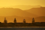 dusk;evening;Hawkes-Bay;hill;hills;N.I.;N.Z.;Napier;New-Zealand;NI;Norfolk-Pine;Norfolk-Pines;North-Island;NZ;orange;silhouette;silhouettes;sky;sunset;sunsets;tree;trees;twilight;Westshore