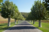 1851;avenue;avenues;Hawkes-Bay;Mission-Estate-Winery;N.I.;N.Z.;Napier;New-Zealand;NI;North-Island;NZ;road;roads;vineyard;vineyards;wineries;winery