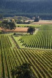 agricultural;agriculture;country;countryside;crop;crops;cultivation;Eskdale;farm;farming;farmland;farms;field;fields;grape;grapes;grapevine;Hawkes-Bay;horticulture;N.I.;N.Z.;Napier;New-Zealand;NI;North-Island;NZ;row;rows;rural;vine;vines;vineyard;vineyards;vintage;wine;wineries;winery;wines