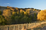 agricultural;agriculture;autuminal;autumn;autumn-colour;autumn-colours;autumnal;color;colors;colour;colours;country;countryside;deciduous;fall;farm;farming;farmland;farms;fence;fence-line;fence-lines;fence_line;fence_lines;fenceline;fencelines;fences;field;fields;Hawkes-Bay;meadow;meadows;N.I.;N.Z.;New-Zealand;NI;North-Island;NZ;paddock;paddocks;pasture;pastures;rural;season;seasonal;seasons;tree;trees;Tukituki-Valley
