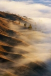 break-of-day;dawn;dawning;daybreak;first-light;fog;foggy;fogs;Hawkes-Bay;mist;mists;misty;morning;N.I.;N.Z.;New-Zealand;NI;North-Island;NZ;pattern;ridge;ridgeline;ridgelines;ridges;Te-Mata-Peak;view;views