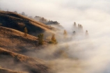 break-of-day;dawn;dawning;daybreak;first-light;fog;foggy;fogs;Hawkes-Bay;mist;mists;misty;morning;N.I.;N.Z.;New-Zealand;NI;North-Island;NZ;pattern;ridge;ridgeline;ridgelines;ridges;Te-Mata-Peak;view;views