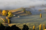 autuminal;autumn;autumn-colour;autumn-colours;autumnal;break-of-day;color;colors;colour;colours;dawn;dawning;daybreak;deciduous;fall;Farm-Building;Farm-Buildings;Farm-Shed;Farm-Sheds;first-light;fog;foggy;fogs;Hawkes-Bay;hay-shed;hayshed;mist;mists;misty;morning;N.I.;N.Z.;New-Zealand;NI;North-Island;NZ;poplar;poplar-tree;poplar-trees;poplars;season;seasonal;seasons;Te-Mata-Peak;tree;trees;view;views;willow;willow-tree;willow-trees;willows