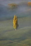 autuminal;autumn;autumn-colour;autumn-colours;autumnal;break-of-day;color;colors;colour;colours;dawn;dawning;daybreak;deciduous;fall;first-light;fog;foggy;fogs;Hawkes-Bay;mist;mists;misty;morning;N.I.;N.Z.;New-Zealand;NI;North-Island;NZ;poplar;poplar-tree;poplar-trees;poplars;season;seasonal;seasons;Te-Mata-Peak;tree;trees;view;views