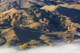 agricultural;agriculture;autuminal;autumn;autumn-colour;autumn-colours;autumnal;color;colors;colour;colours;country;countryside;deciduous;fall;farm;farming;farmland;farms;field;fields;fog;foggy;fogs;Hawkes-Bay;meadow;meadows;mist;mists;misty;N.I.;N.Z.;New-Zealand;NI;North-Island;NZ;paddock;paddocks;pasture;pastures;rural;season;seasonal;seasons;Te-Mata-Peak;tree;trees;view;views