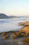 agricultural;agriculture;break-of-day;country;countryside;dawn;dawning;daybreak;farm;farming;farmland;farms;field;fields;first-light;fog;foggy;fogs;Hawkes-Bay;meadow;meadows;mist;mists;misty;morning;N.I.;N.Z.;New-Zealand;NI;North-Island;NZ;paddock;paddocks;pasture;pastures;rural;Te-Mata-Peak;Tukituki-River-Valley;view;views