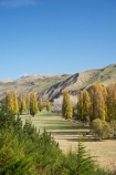 agricultural;agriculture;autuminal;autumn;autumn-colour;autumn-colours;autumnal;color;colors;colour;colours;country;countryside;deciduous;fall;farm;farming;farmland;farms;field;fields;Hawkes-Bay;meadow;meadows;N.I.;N.Z.;New-Zealand;NI;North-Island;NZ;paddock;paddocks;pasture;pastures;poplar;poplar-tree;poplar-trees;poplars;rural;season;seasonal;seasons;tree;trees;Tukituki-Valley