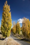 autuminal;autumn;autumn-colour;autumn-colours;autumnal;avenue;avenues;color;colors;colour;colours;deciduous;driving;fall;Hawkes-Bay;leaf;leaves;N.I.;N.Z.;New-Zealand;NI;North-Island;NZ;poplar;poplar-tree;poplar-trees;poplars;road;roads;season;seasonal;seasons;travel;traveling;travelling;tree;trees;Tukituki-Road;Tukituki-Valley