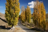 autuminal;autumn;autumn-colour;autumn-colours;autumnal;avenue;avenues;color;colors;colour;colours;deciduous;driving;fall;Hawkes-Bay;leaf;leaves;N.I.;N.Z.;New-Zealand;NI;North-Island;NZ;poplar;poplar-tree;poplar-trees;poplars;road;roads;season;seasonal;seasons;travel;traveling;travelling;tree;trees;Tukituki-Road;Tukituki-Valley