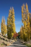 autuminal;autumn;autumn-colour;autumn-colours;autumnal;avenue;avenues;color;colors;colour;colours;deciduous;driving;fall;Hawkes-Bay;leaf;leaves;N.I.;N.Z.;New-Zealand;NI;North-Island;NZ;poplar;poplar-tree;poplar-trees;poplars;road;roads;season;seasonal;seasons;travel;traveling;travelling;tree;trees;Tukituki-Road;Tukituki-Valley