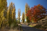 autuminal;autumn;autumn-colour;autumn-colours;autumnal;avenue;avenues;color;colors;colour;colours;deciduous;driving;fall;Hawkes-Bay;leaf;leaves;N.I.;N.Z.;New-Zealand;NI;North-Island;NZ;poplar;poplar-tree;poplar-trees;poplars;road;roads;season;seasonal;seasons;travel;traveling;travelling;tree;trees;Tukituki-Road;Tukituki-Valley