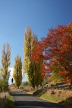 autuminal;autumn;autumn-colour;autumn-colours;autumnal;avenue;avenues;color;colors;colour;colours;deciduous;driving;fall;Hawkes-Bay;leaf;leaves;N.I.;N.Z.;New-Zealand;NI;North-Island;NZ;poplar;poplar-tree;poplar-trees;poplars;road;roads;season;seasonal;seasons;travel;traveling;travelling;tree;trees;Tukituki-Road;Tukituki-Valley