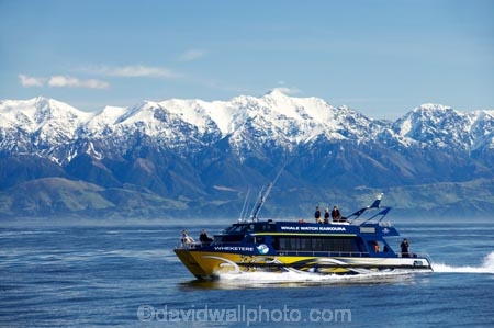 alp;alpine;alps;altitude;catarmaran;cetacean;cetaceans;high-altitude;kaikoura;kaikoura-canyon;kaikoura-ranges;marlborough;mount;mountain;mountain-peak;mountainous;mountains;mountainside;mt;mt.;new-zealand;ocean;pacific-ocean;peak;peaks;Physeter-macrocephalus;range;ranges;sea;seaward-kaikoura-ranges;snow;snow-capped;snow_capped;snowcapped;snowy;south-island;sperm-whale;sperm-whales;summit;summits;tourism;tourist;tourists;travel;traveler;traveling;traveller;travelling;whale;whale-watch-kaikoura;whale-watching