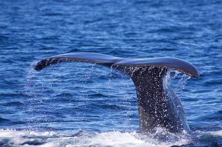 cetacean;cetaceans;diving;fluke;flukes;kaikoura;kaikoura-canyon;mammal;marine-mammal;marlborough;new-zealand;ocean;pacific-ocean;Physeter-macrocephalus;sea;south-island;sperm-whale;sperm-whales;splash;splashing;tail;tail-fluke;tail-flukes;tails;whale;whale-tail;whale-watching;whales