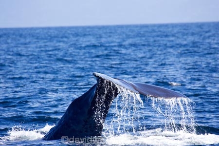 cetacean;cetaceans;diving;fluke;flukes;kaikoura;kaikoura-canyon;mammal;marine-mammal;marlborough;new-zealand;ocean;pacific-ocean;Physeter-macrocephalus;sea;south-island;sperm-whale;sperm-whales;splash;splashing;tail;tail-fluke;tail-flukes;tails;whale;whale-tail;whale-watching;whales