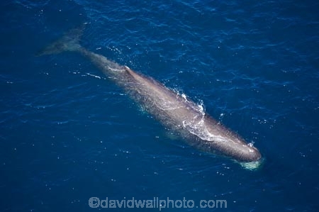 aerial;aerial-photo;aerial-photography;aerial-photos;aerial-view;aerial-views;aerials;Animal;Animals;big;Cetacean;Cetaceans;coast;coastal;coasts;eco-tourism;eco_tourism;ecotourism;giant;gigantic;head;heads;huge;Kaikoura;mammal;mammals;Marine-life;Marine-mammal;Marine-mammals;Marlborough;N.Z.;nature;New-Zealand;NZ;ocean;oceans;pacific-ocean;Physeter-macrocephalus;ratural;S.I.;sea;Sea-mammal;Sea-mammals;seas;SI;South-Island;spectacular;sperm-whale;sperm-whales;Water;Whale;whale-watch;whale-watchers;whale-watching;whale_watch;whale_watchers;whale_watching;whales;wildlife