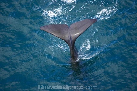 aerial;aerial-photo;aerial-photography;aerial-photos;aerial-view;aerial-views;aerials;Animal;Animals;big;Cetacean;Cetaceans;coast;coastal;coasts;eco-tourism;eco_tourism;ecotourism;giant;gigantic;head;heads;huge;Kaikoura;mammal;mammals;Marine-life;Marine-mammal;Marine-mammals;Marlborough;N.Z.;nature;New-Zealand;NZ;ocean;oceans;pacific-ocean;Physeter-macrocephalus;ratural;S.I.;sea;Sea-mammal;Sea-mammals;seas;SI;South-Island;spectacular;sperm-whale;sperm-whales;Water;Whale;whale-tail;whale-tails;whale-watch;whale-watchers;whale-watching;whale_watch;whale_watchers;whale_watching;whales;wildlife
