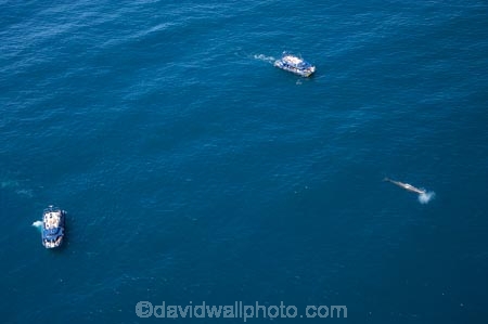 aerial;aerial-photo;aerial-photography;aerial-photos;aerial-view;aerial-views;aerials;Animal;Animals;big;boat;boats;Cetacean;Cetaceans;coast;coastal;coasts;cruise;cruises;eco-tourism;eco_tourism;ecotourism;giant;gigantic;head;heads;huge;Kaikoura;launch;launches;mammal;mammals;Marine-life;Marine-mammal;Marine-mammals;Marlborough;N.Z.;nature;New-Zealand;NZ;ocean;oceans;pacific-ocean;Physeter-macrocephalus;ratural;S.I.;sea;Sea-mammal;Sea-mammals;seas;SI;South-Island;spectacular;sperm-whale;sperm-whales;tour-boat;tour-boats;tourism;tourist;tourist-boat;tourist-boats;Water;Whale;whale-watch;whale-watchers;whale-watching;whale_watch;whale_watchers;whale_watching;whales;wildlife