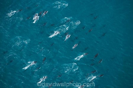 aerial;aerial-photo;aerial-photography;aerial-photos;aerial-view;aerial-views;aerials;dolphin;dolphins;Dusky-Dolphin;Dusky-Dolphins;eco-tourism;eco_tourism;ecotourism;Kaikoura;Lagenorhynchus-obscurus;mammal;mammals;marine-mammal;marine-mammals;Marlborough;N.Z.;natural;nature;New-Zealand;NZ;ocean;pacific;pod;pods;S.I.;sea;SI;South-Island;splash;wildlife