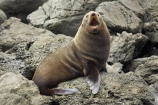 Arctocephalus-forsteri;coast;coastal;coastline;external-ears;fur;Fur-Seal;kaikoura;Kaikoura-Coast;mammal;mammals;marine;Marlborough;N.Z.;native;natural-history;nature;new-zealand;New-Zealand-Fur-Seal;NZ;NZ-Fur-Seal;ocean;pointy-nose;S.I.;sea;seal;seals;SI;snout;South-Island;water;whiskers;wildife