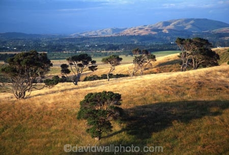 farm;rural;grass;agriculture;farming;farms;pasture;paddock;paddocks;field;fields;meadow;meadows;pastures;wairarapa;north-island;golden;trees;tree;farmland;Martinborough