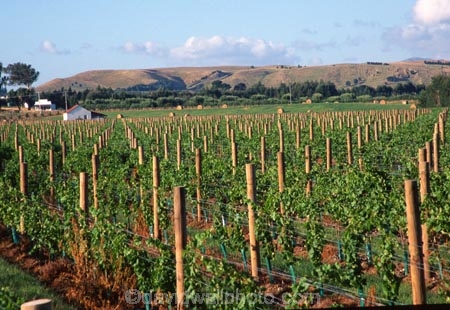 vine;vines;vineyard;vineyards;wine;wines;winery;wineries;grape;grapes;vintage;grapevine;horticulture;cultivation;rural;farm;farms;farming;field;fields;crop;crops;row;rows;post;posts;Martinborough;Wairarapa;North-Island