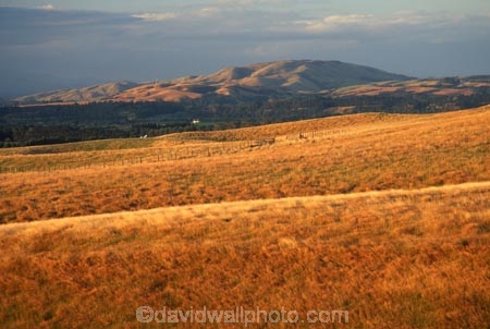 farm;rural;grass;agriculture;farming;farms;pasture;paddock;paddocks;field;fields;meadow;meadows;pastures;wairarapa;north-island;golden;trees;tree;farmland;Martinborough
