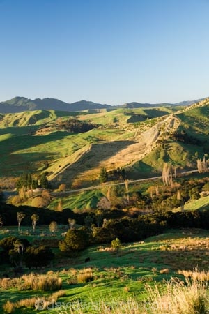 agricultural;agriculture;autuminal;autumn;autumnal;color;colors;colour;colours;country;countryside;deciduous;fall;farm;farming;farmland;farms;field;fields;Hikawera;Hinakura;leaf;leaves;Martinborough;meadow;meadows;N.I.;N.Z.;New-Zealand;NI;North-Island;NZ;paddock;paddocks;pasture;pastures;rural;season;seasonal;seasons;tree;trees;Wairarapa