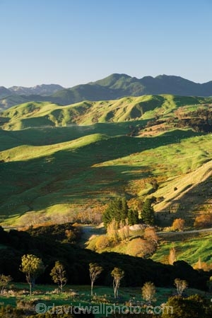 agricultural;agriculture;autuminal;autumn;autumnal;color;colors;colour;colours;country;countryside;deciduous;fall;farm;farming;farmland;farms;field;fields;Hikawera;Hinakura;leaf;leaves;Martinborough;meadow;meadows;N.I.;N.Z.;New-Zealand;NI;North-Island;NZ;paddock;paddocks;pasture;pastures;rural;season;seasonal;seasons;tree;trees;Wairarapa