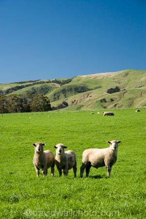agricultural;agriculture;country;countryside;farm;farming;farmland;farms;field;fields;meadow;meadows;N.I.;N.Z.;New-Zealand;NI;North-Island;NZ;paddock;paddocks;pasture;pastures;rural;sheep;stock;Wairarapa