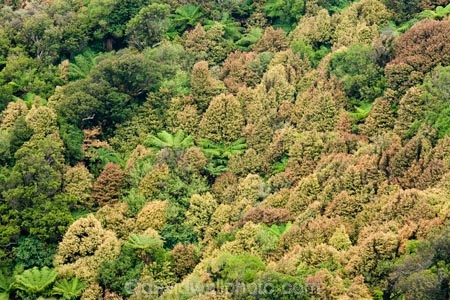 beautiful;beauty;bush;cyathea;endemic;fern;ferns;forest;forests;frond;fronds;green;Lower-North-Island;N.I.;N.Z.;native;native-bush;natives;natural;nature;New-Zealand;NI;North-Island;NZ;pittosporum;pittosporums;ponga;pongas;punga;pungas;Ruahine-Forest-Park;Ruahine-Range;Ruahine-Ranges;scene;scenic;Tararua;tree;tree-fern;tree-ferns;trees;wood;woods