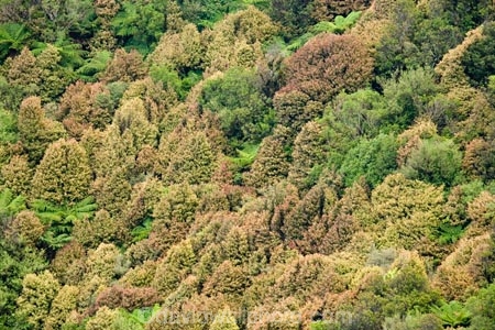 beautiful;beauty;bush;cyathea;endemic;fern;ferns;forest;forests;frond;fronds;green;Lower-North-Island;N.I.;N.Z.;native;native-bush;natives;natural;nature;New-Zealand;NI;North-Island;NZ;pittosporum;pittosporums;ponga;pongas;punga;pungas;Ruahine-Forest-Park;Ruahine-Range;Ruahine-Ranges;scene;scenic;Tararua;tree;tree-fern;tree-ferns;trees;wood;woods