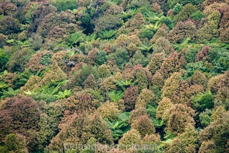 beautiful;beauty;bush;cyathea;endemic;fern;ferns;forest;forests;frond;fronds;green;Lower-North-Island;N.I.;N.Z.;native;native-bush;natives;natural;nature;New-Zealand;NI;North-Island;NZ;pittosporum;pittosporums;ponga;pongas;punga;pungas;Ruahine-Forest-Park;Ruahine-Range;Ruahine-Ranges;scene;scenic;Tararua;tree;tree-fern;tree-ferns;trees;wood;woods