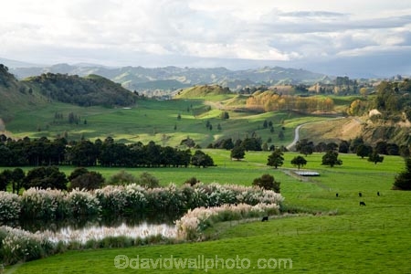 agricultural;agriculture;autuminal;autumn;autumn-colour;autumn-colours;autumnal;color;colors;colour;colours;country;countryside;deciduous;fall;farm;farming;farmland;farms;field;fields;Kawhatau-Valley;leaf;leaves;meadow;meadows;N.I.;N.Z.;New-Zealand;NI;North-Island;NZ;paddock;paddocks;pasture;pastures;Rangitikei;rural;season;seasonal;seasons;tree;trees;valley;valleys