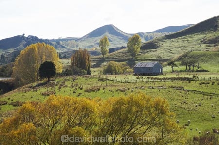 agricultural;agriculture;autuminal;autumn;autumn-colour;autumn-colours;autumnal;Central-North-Island;Colliers-Junction;color;colors;colour;colours;country;countryside;deciduous;fall;farm;Farm-Building;Farm-Buildings;Farm-Shed;Farm-Sheds;farming;farmland;farms;field;fields;leaf;leaves;meadow;meadows;N.I.;N.Z.;New-Zealand;NI;North-Island;NZ;paddock;paddocks;pasture;pastures;Rangitikei-District;rural;season;seasonal;seasons;Shearing-Shed;Shearing-Sheds;Sheep-Shed;Sheep-Sheds;tree;trees;Wool-Shed;Wool-Sheds