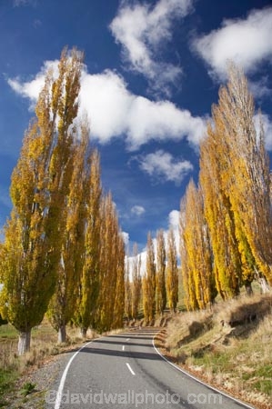 autuminal;autumn;autumn-colour;autumn-colours;autumnal;bend;bends;Central-North-Island;centre-line;centre-lines;centre_line;centre_lines;centreline;centrelines;color;colors;colour;colours;corner;corners;deciduous;driving;fall;leaf;leaves;N.I.;N.Z.;New-Zealand;NI;North-Island;NZ;open-road;open-roads;poplar;poplar-tree;poplar-trees;poplars;Rangitikei-District;road;road-trip;roads;Ruanui;Ruanui-Road;season;seasonal;seasons;transport;transportation;travel;traveling;travelling;tree;trees;trip