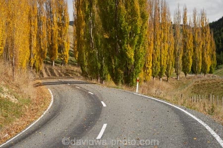 autuminal;autumn;autumn-colour;autumn-colours;autumnal;bend;bends;Central-North-Island;centre-line;centre-lines;centre_line;centre_lines;centreline;centrelines;color;colors;colour;colours;corner;corners;deciduous;driving;fall;leaf;leaves;N.I.;N.Z.;New-Zealand;NI;North-Island;NZ;open-road;open-roads;poplar;poplar-tree;poplar-trees;poplars;Rangitikei-District;road;road-trip;roads;Ruanui;Ruanui-Road;season;seasonal;seasons;transport;transportation;travel;traveling;travelling;tree;trees;trip